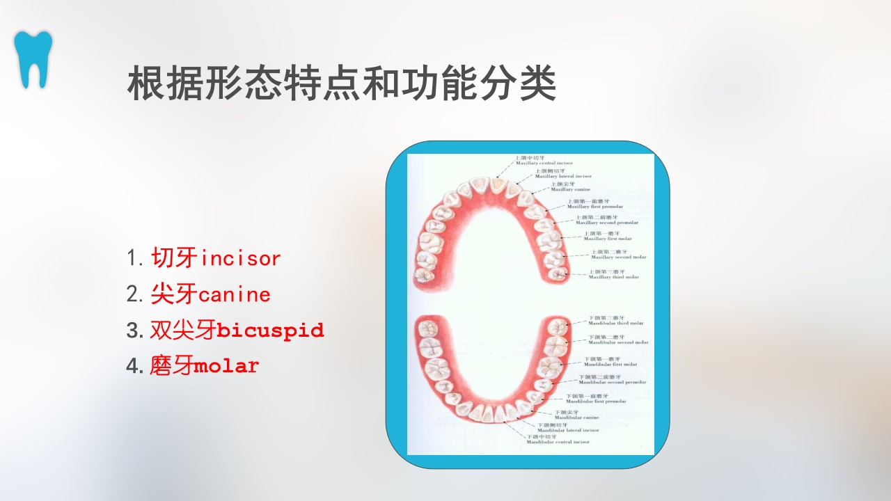 口腔基本结构PPT课件35