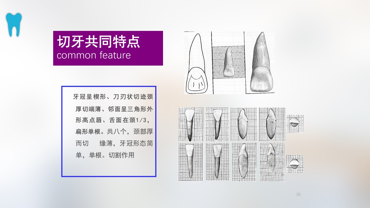 口腔基本结构PPT课件36
