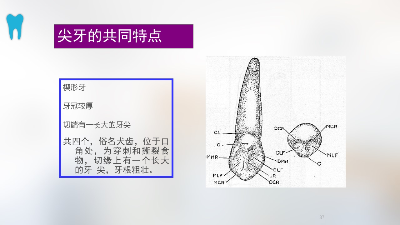 口腔基本结构PPT课件37