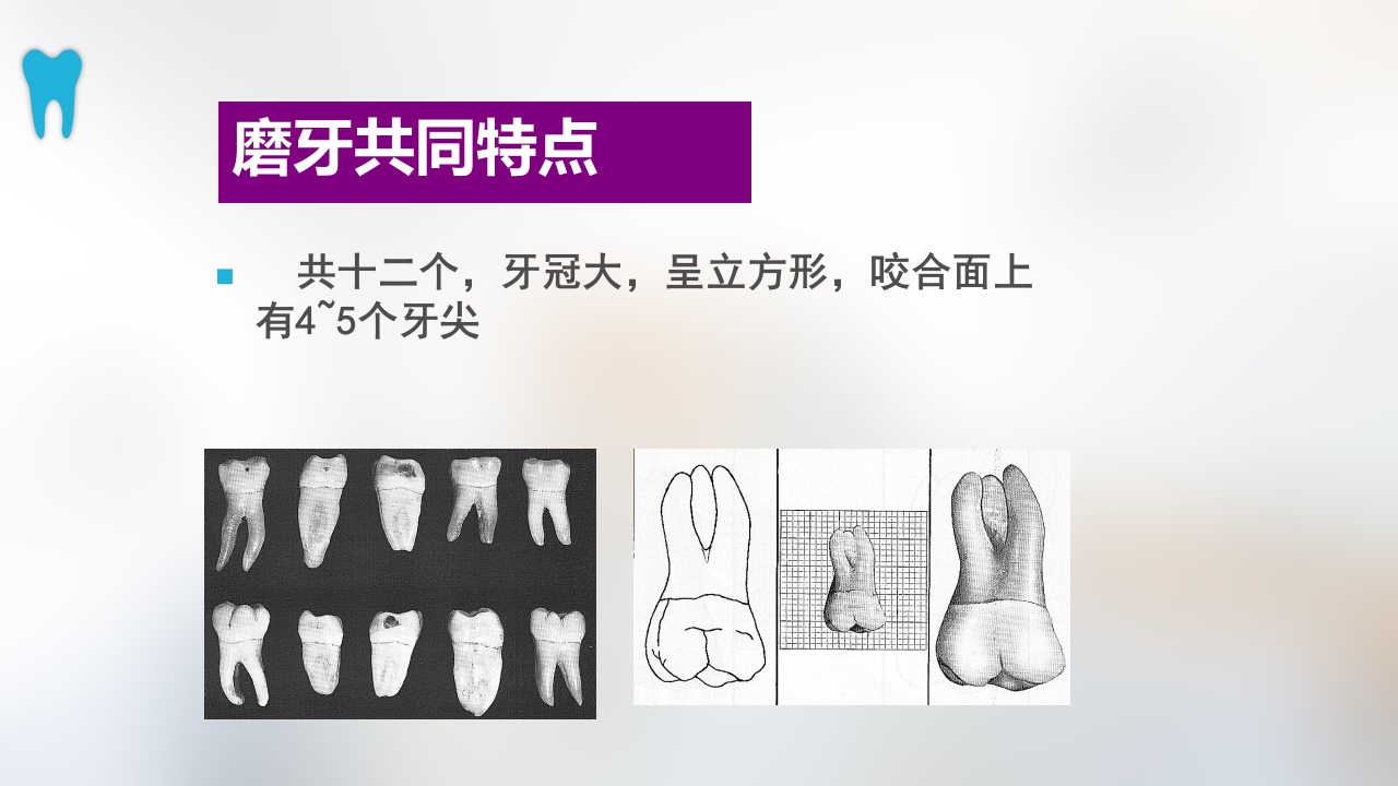 口腔基本结构PPT课件39