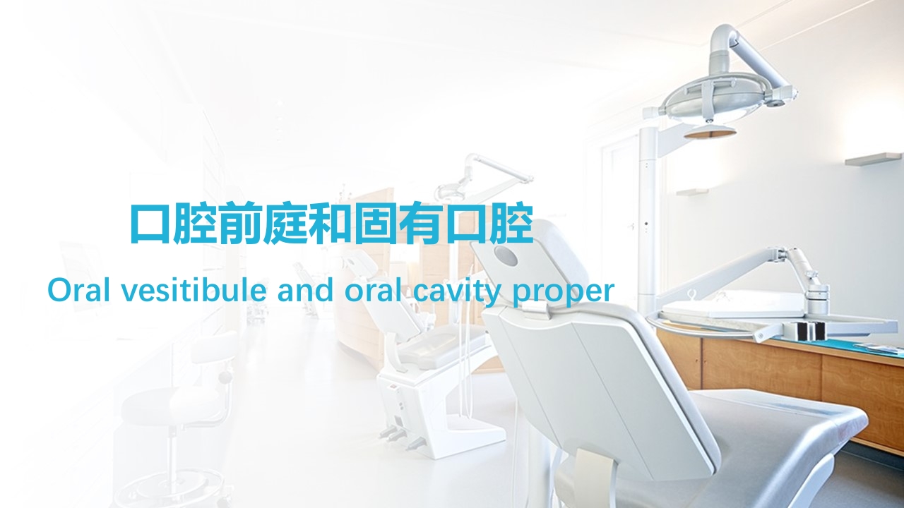口腔基本结构PPT课件3