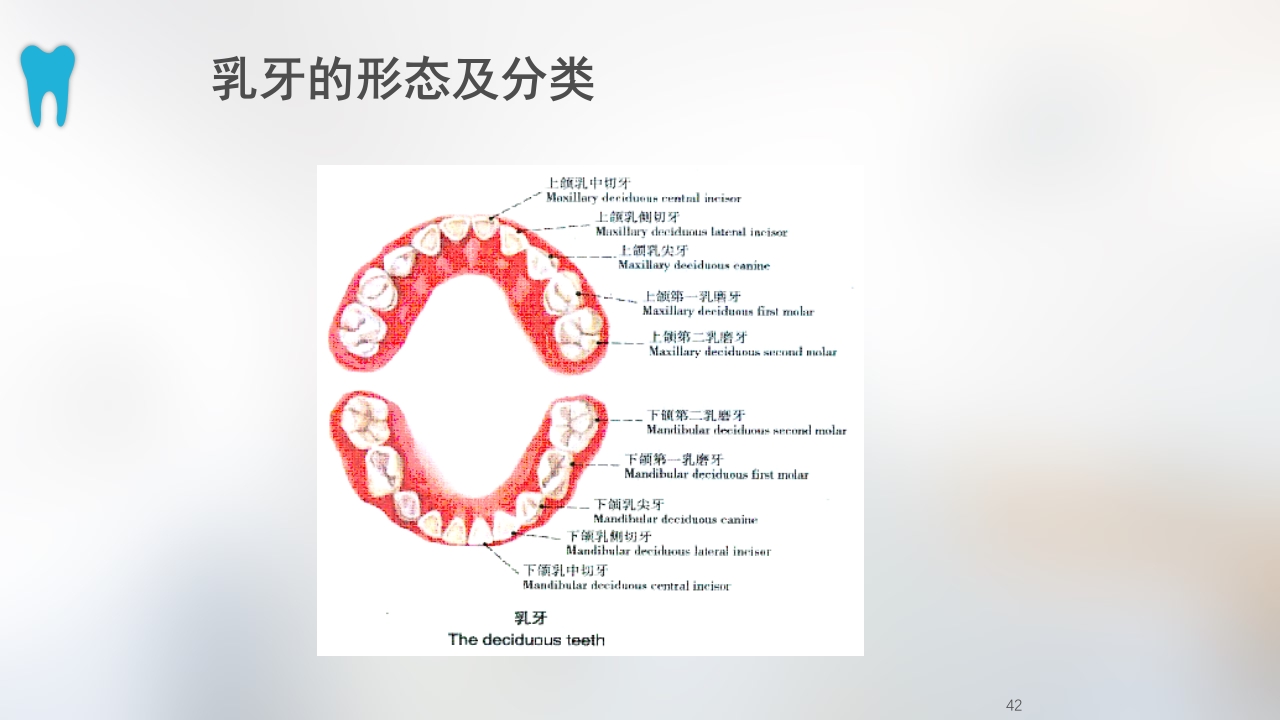 口腔基本结构PPT课件42