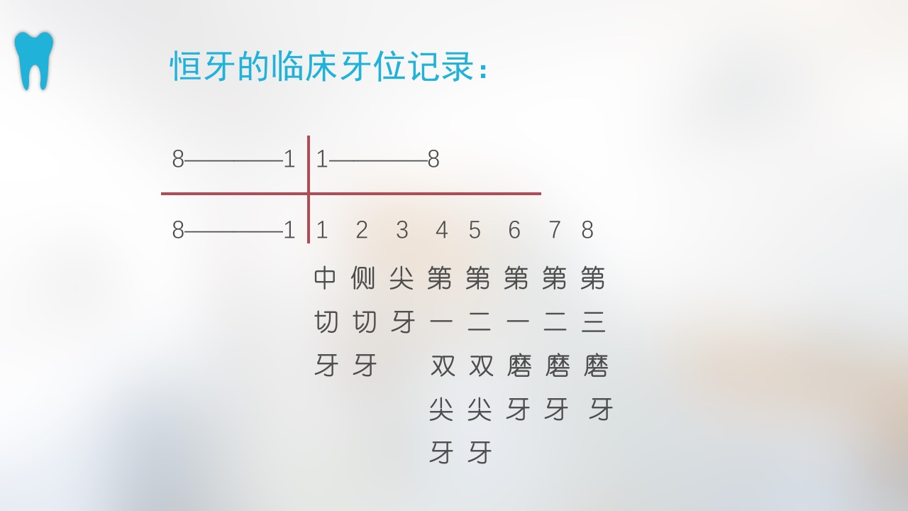 口腔基本结构PPT课件48