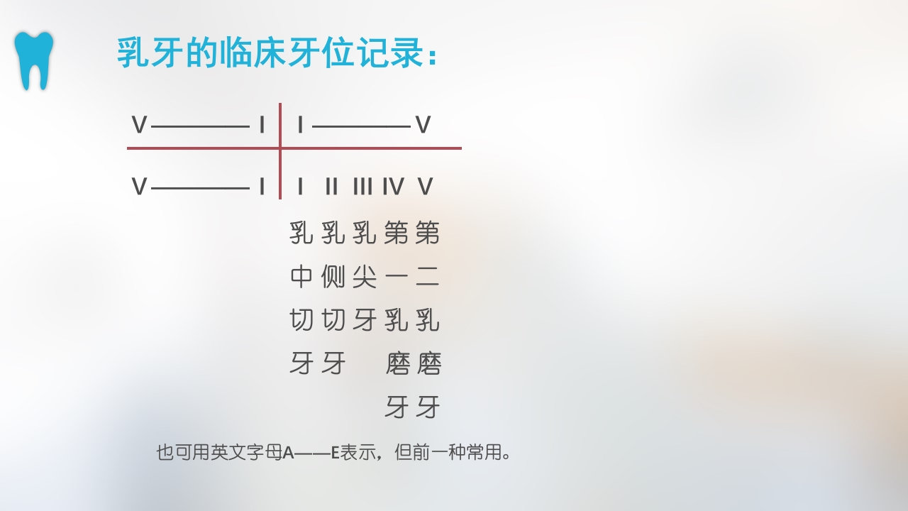口腔基本结构PPT课件49