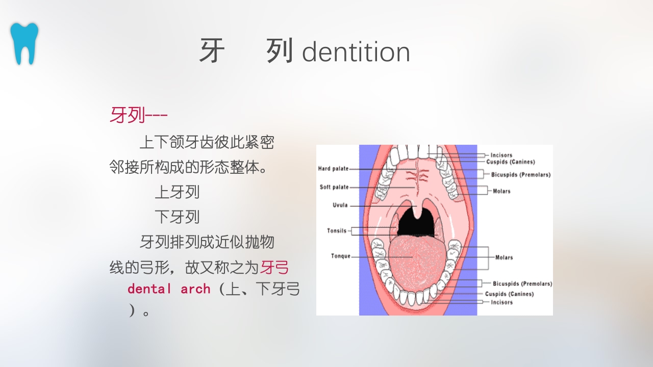 口腔基本结构PPT课件54