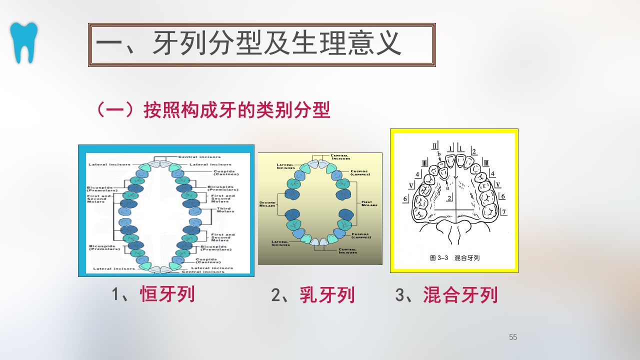 口腔基本结构PPT课件55