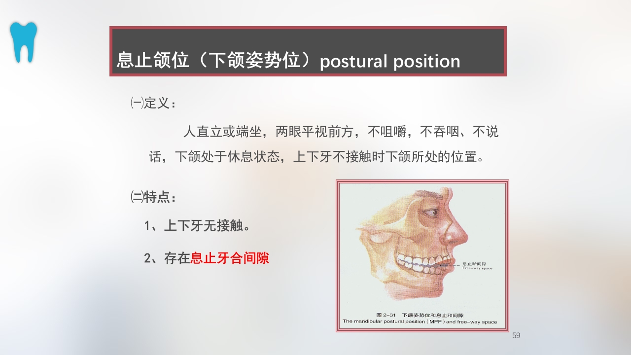 口腔基本结构PPT课件59