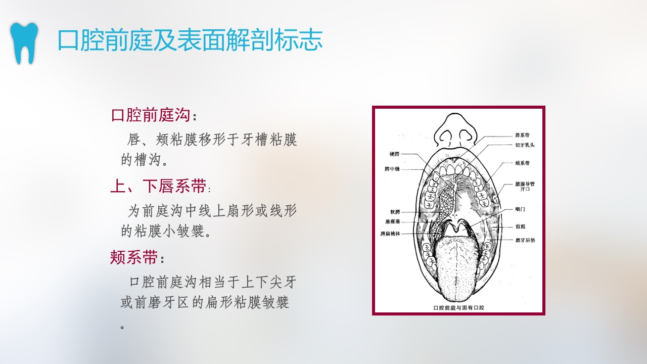 口腔基本结构PPT课件5