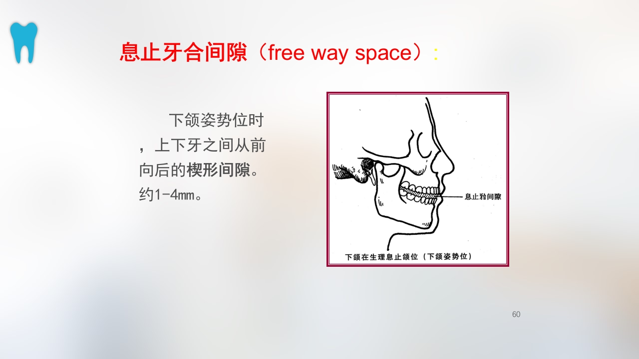 口腔基本结构PPT课件60