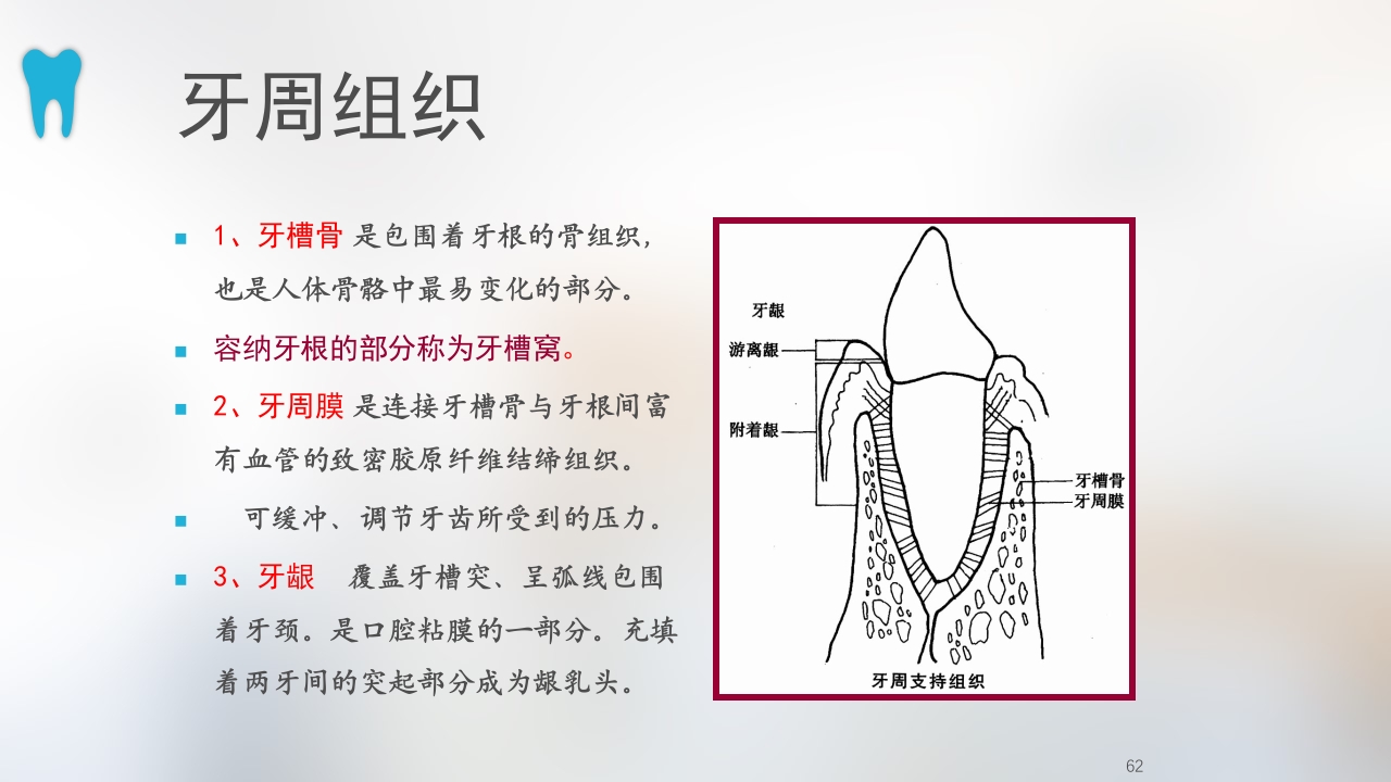 口腔基本结构PPT课件62