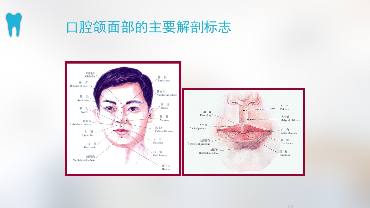 口腔基本结构PPT课件63