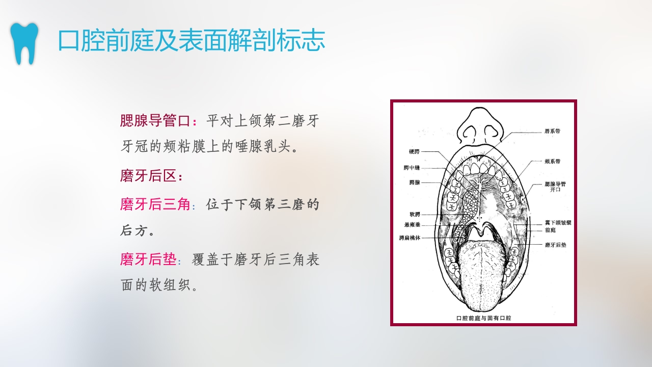 口腔基本结构PPT课件6