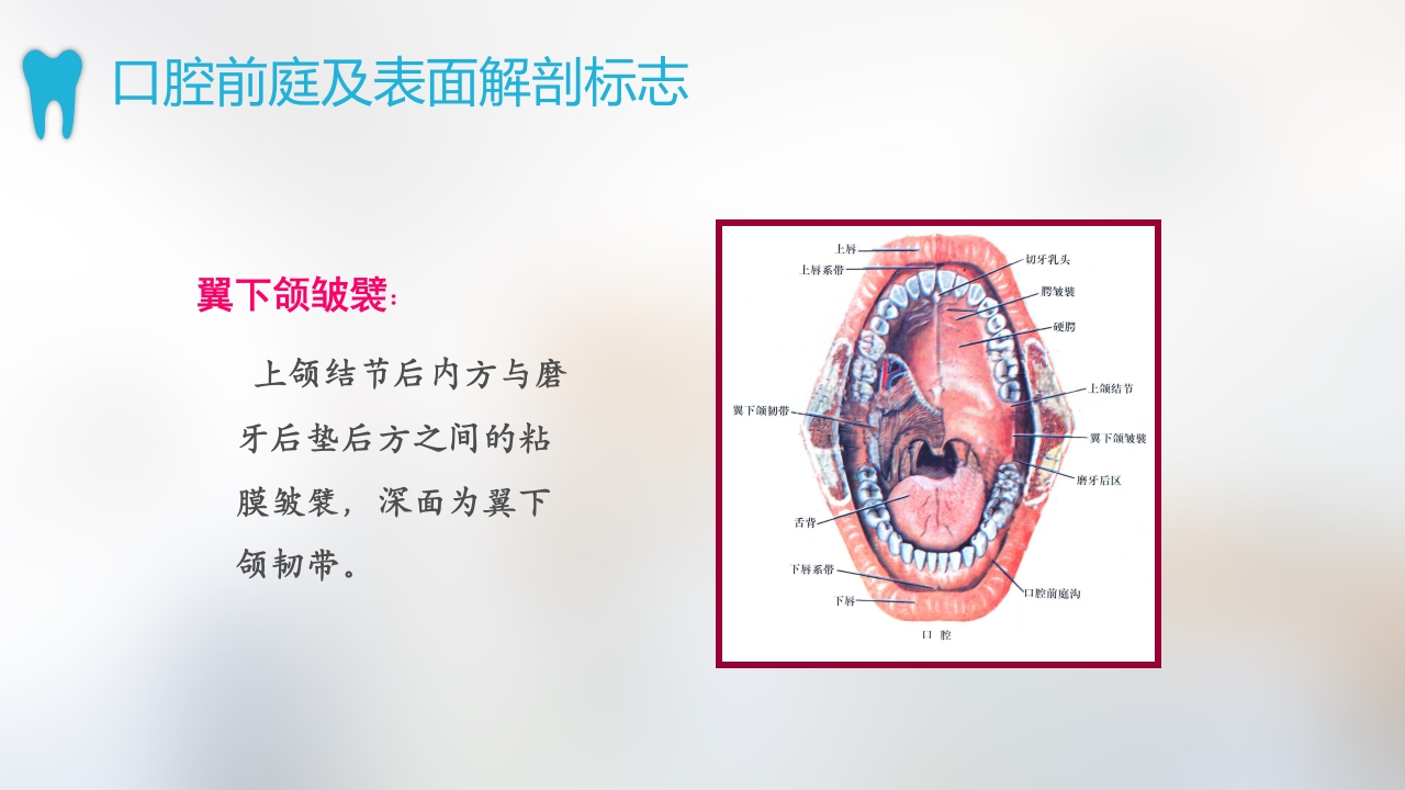 口腔基本结构PPT课件7