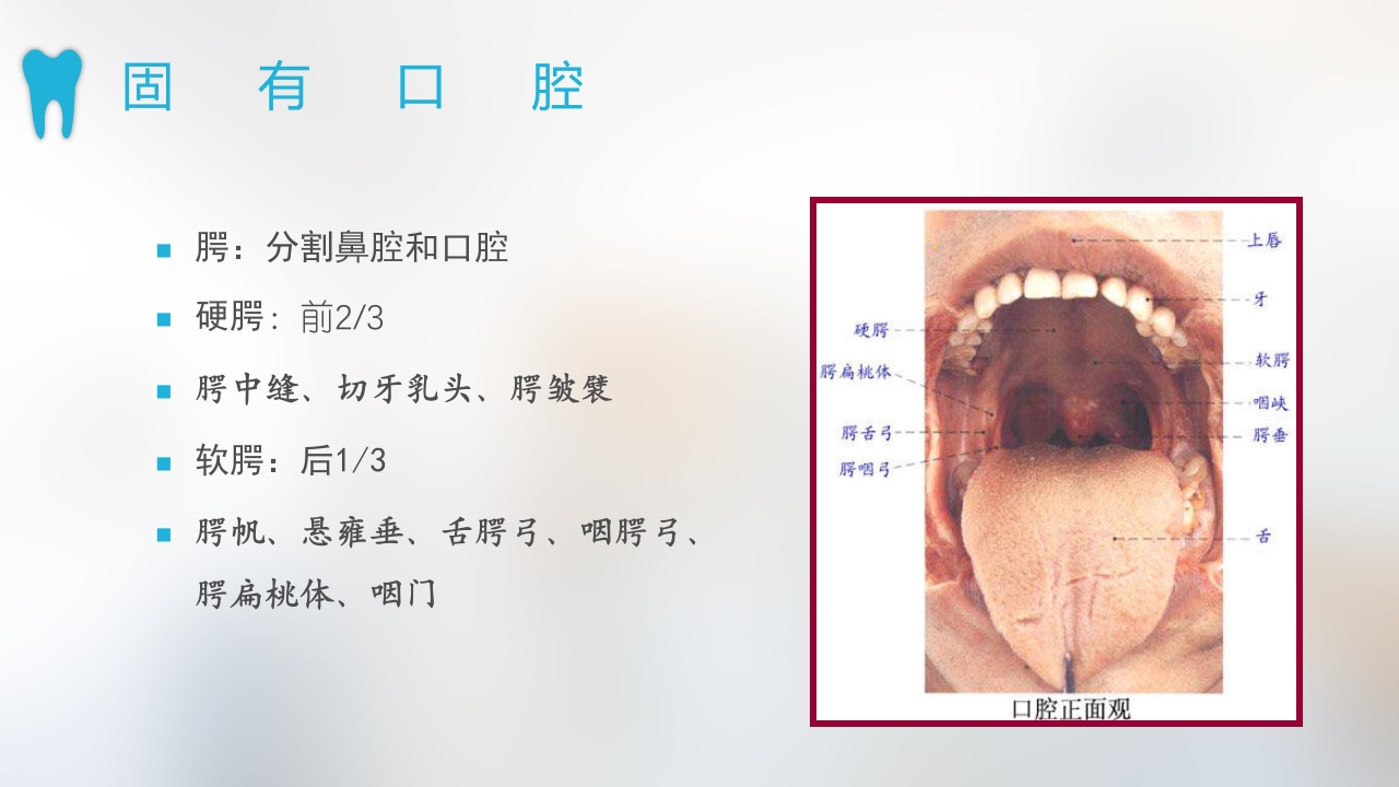 口腔基本结构PPT课件8