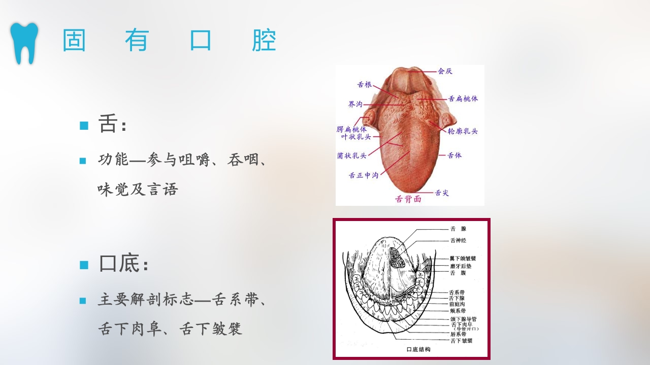 口腔基本结构PPT课件9