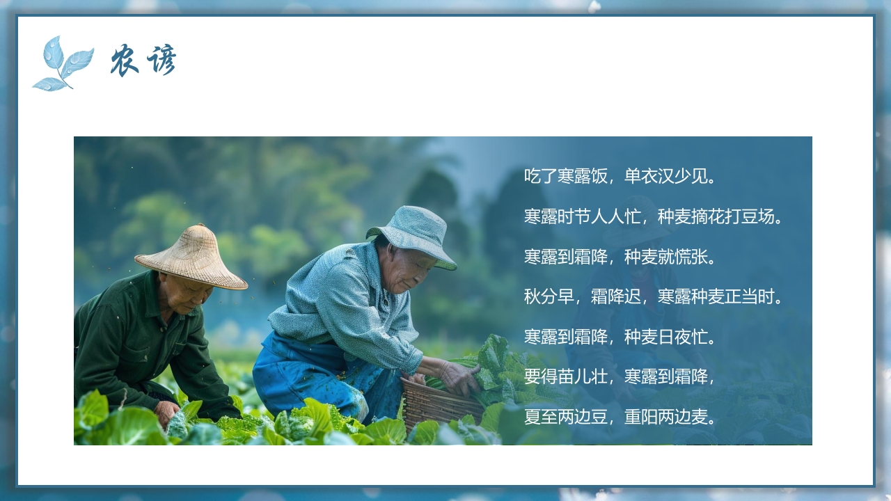 二十四节气之寒露节气介绍PPT课件16