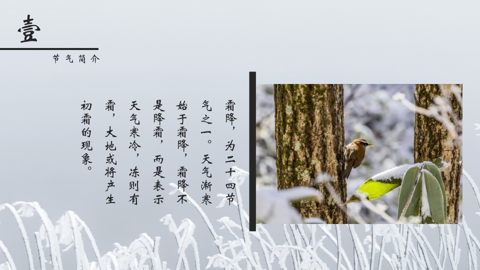挂满霜的松树背景的霜降节气介绍PPT课件4