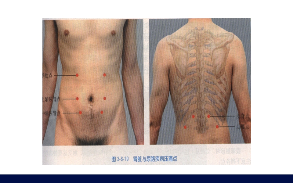 《腹部触诊》诊断学PPT课件23