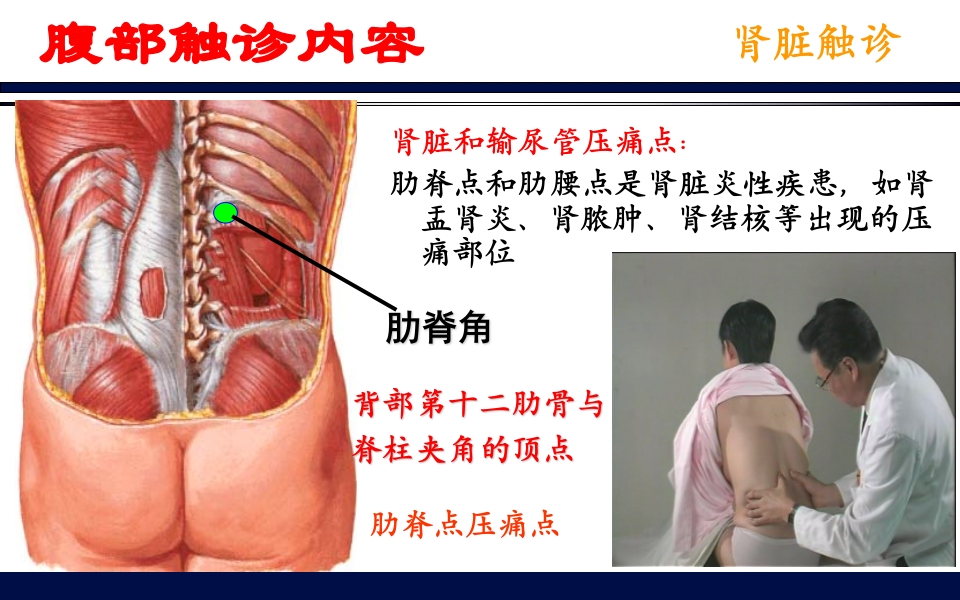 《腹部触诊》诊断学PPT课件64
