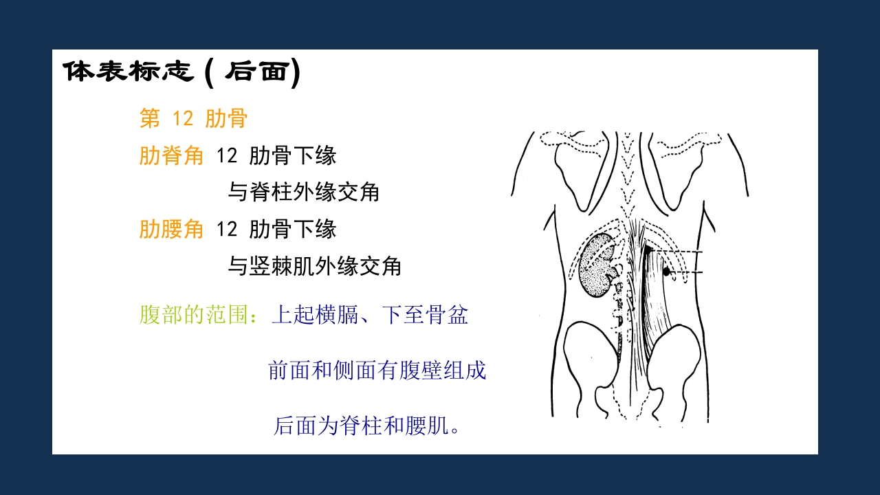 腹部体格检查及腹腔穿刺术PPT课件3