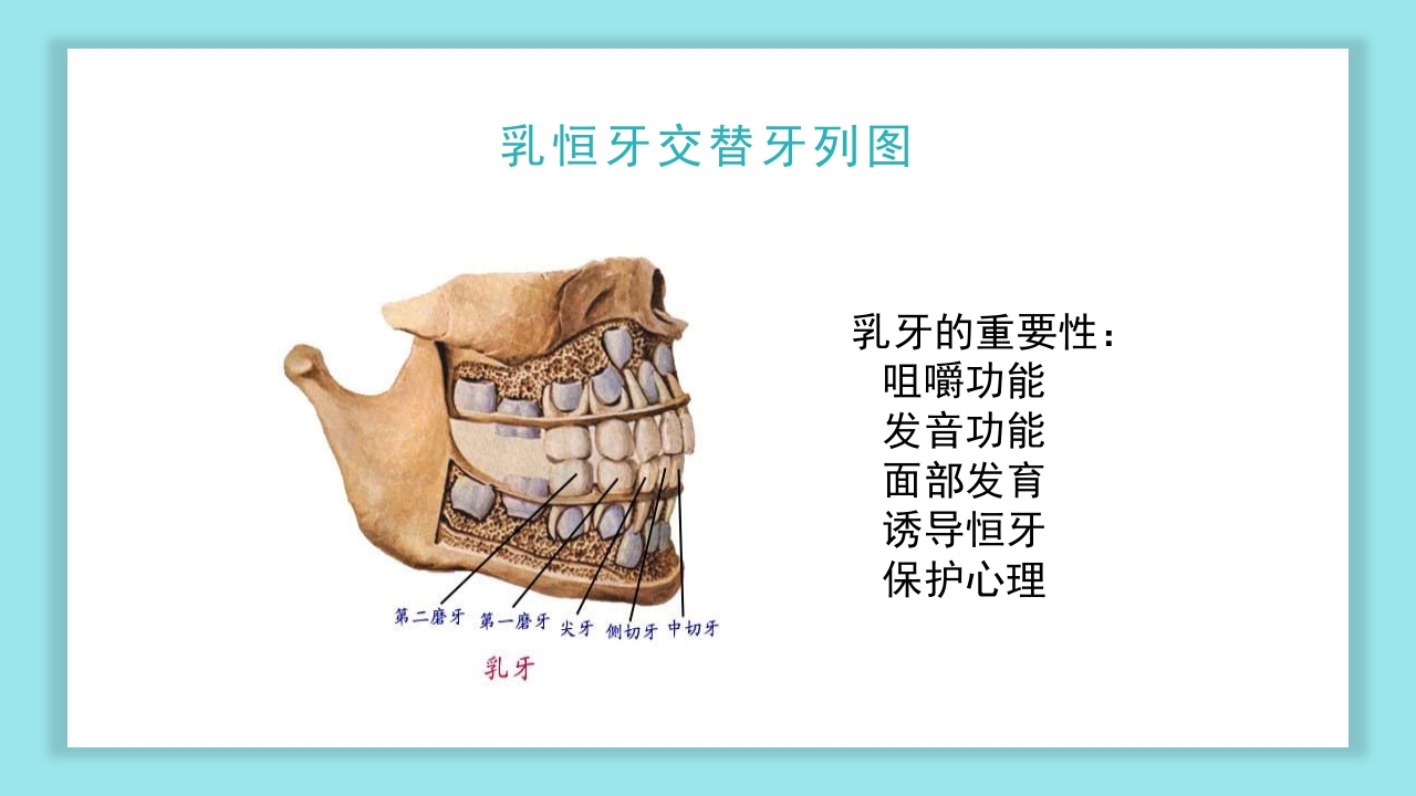 口腔健康知识讲座PPT课件11