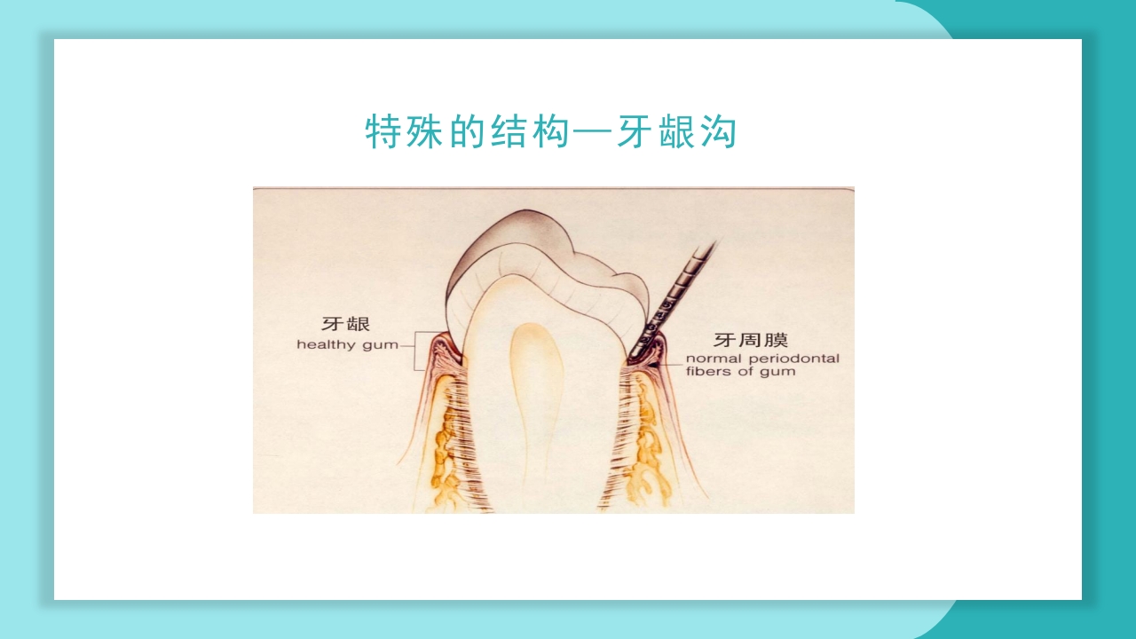 口腔健康知识讲座PPT课件18