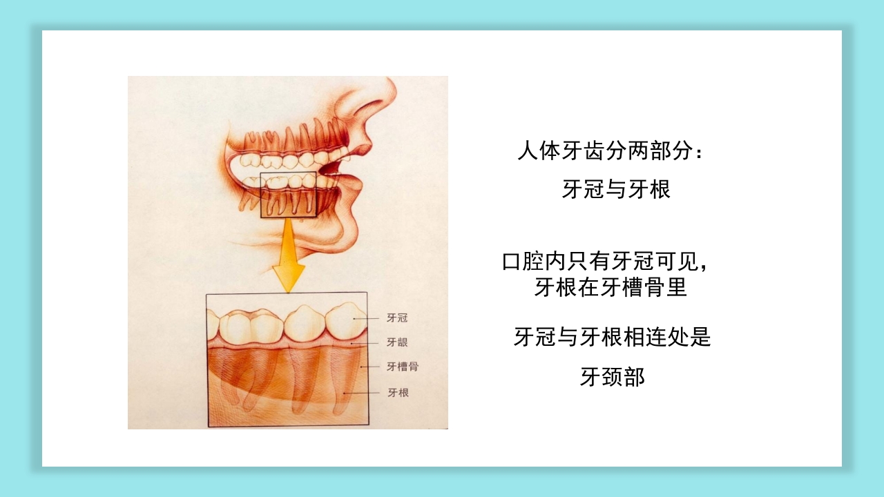 口腔健康知识讲座PPT课件7