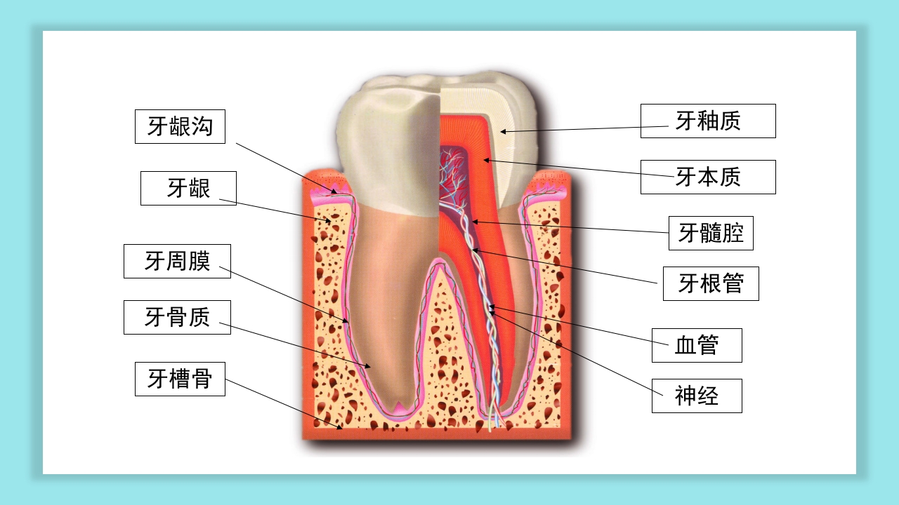 口腔健康知识讲座PPT课件8