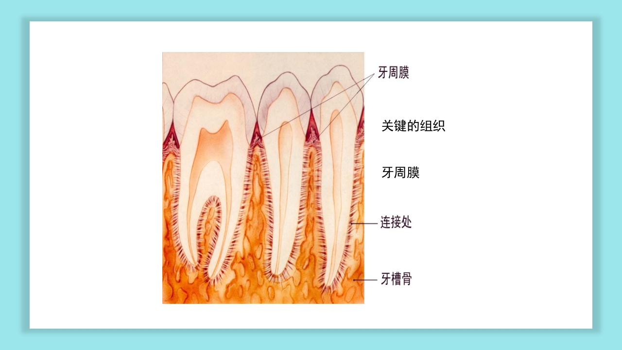 口腔健康知识讲座PPT课件9