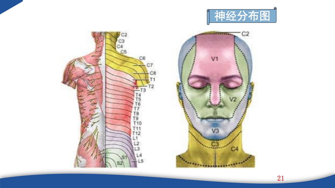 带状疱疹教学PPT课件21