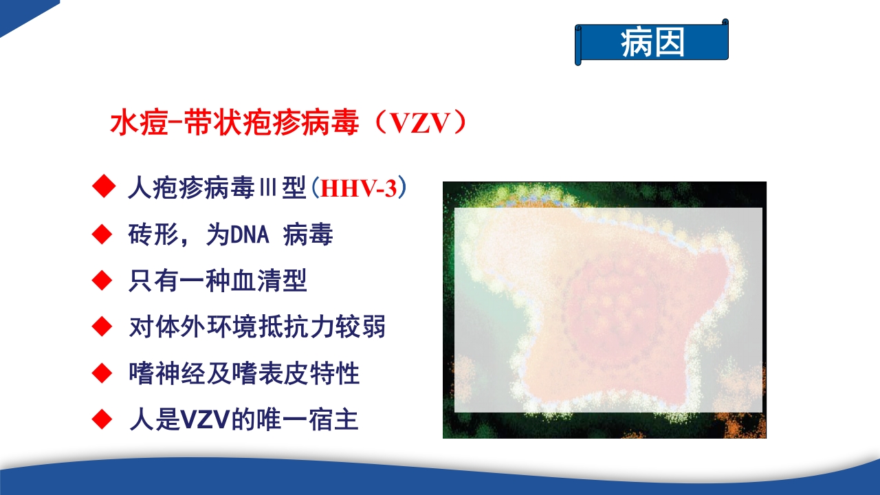 带状疱疹教学PPT课件7