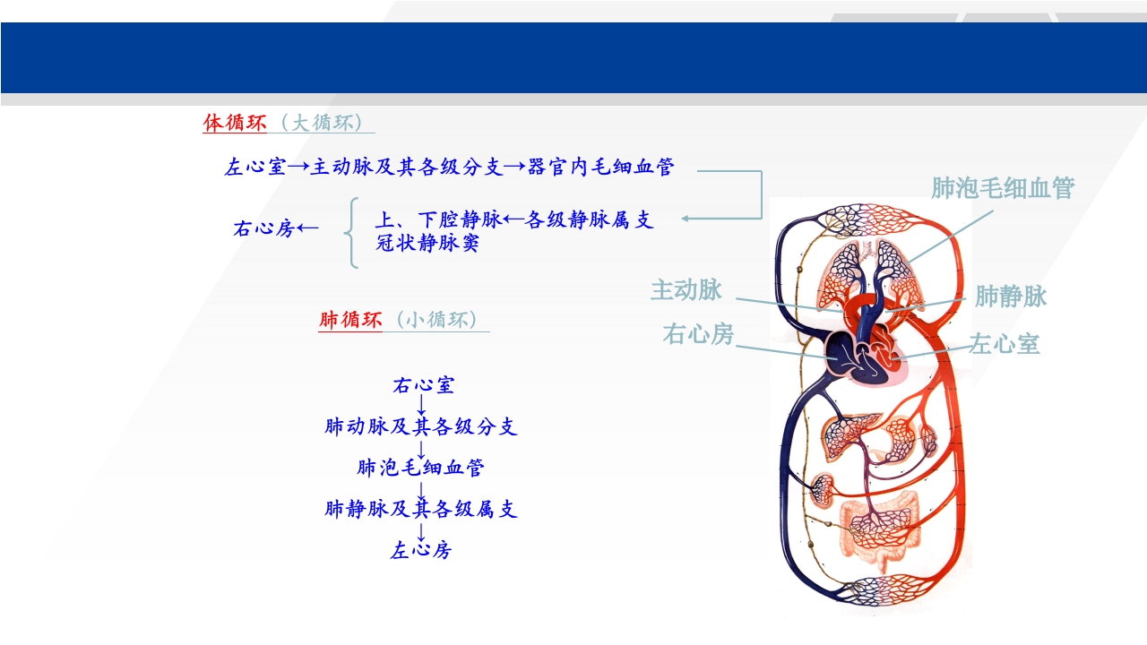 心脏瓣膜置换术后护理PPT课件4