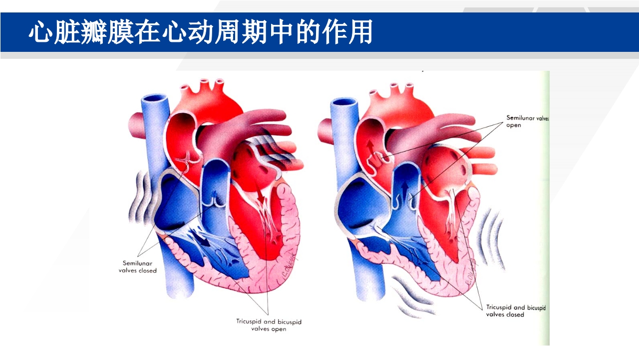 心脏瓣膜置换术后护理PPT课件7