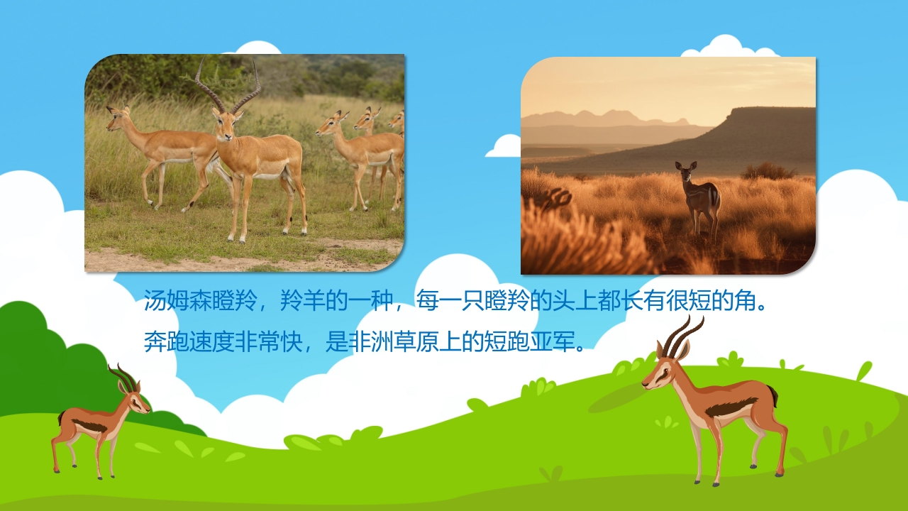 《草原上的动物》幼儿园小班科学活动PPT课件6