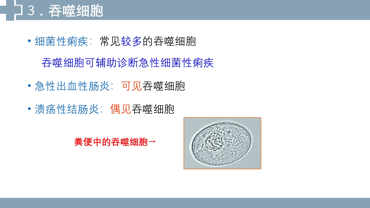 粪便检查PPT课件31