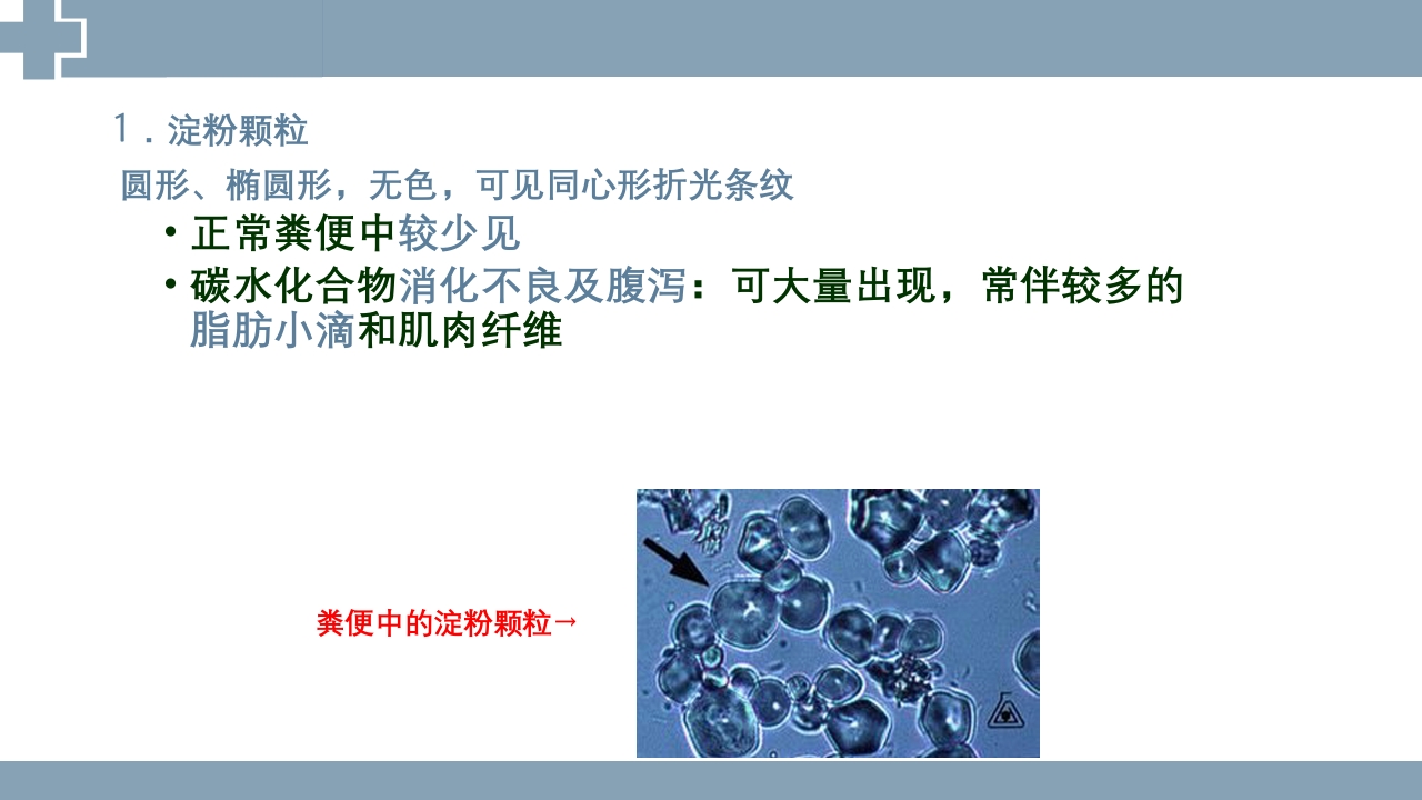 粪便检查PPT课件34