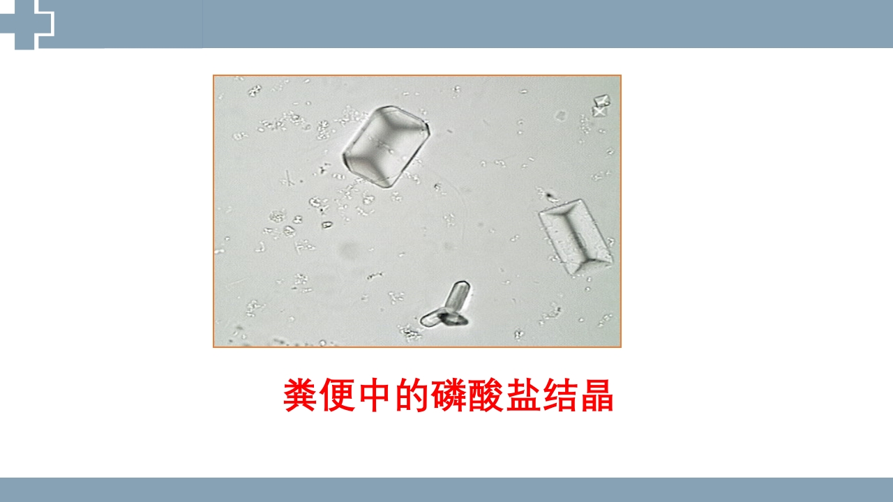 粪便检查PPT课件38