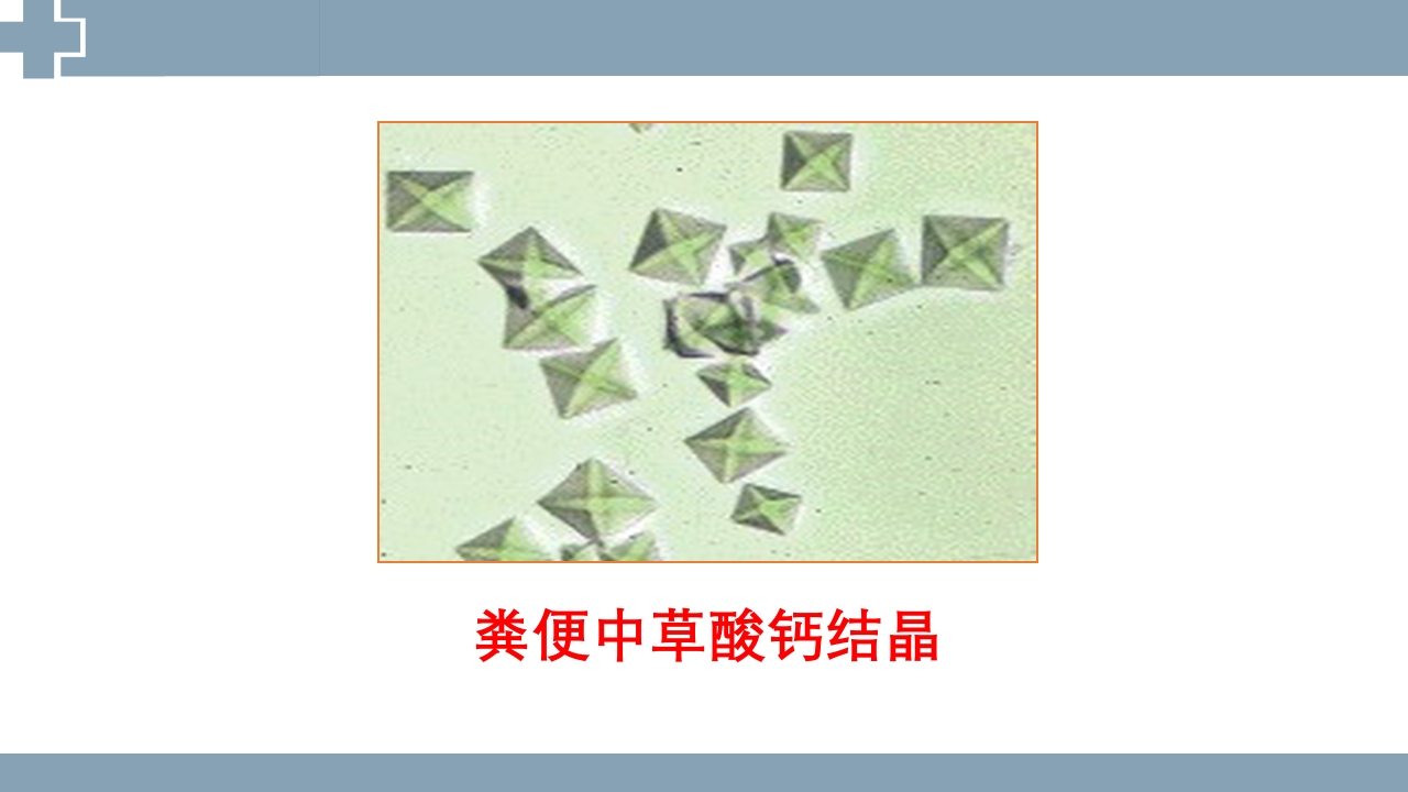 粪便检查PPT课件40