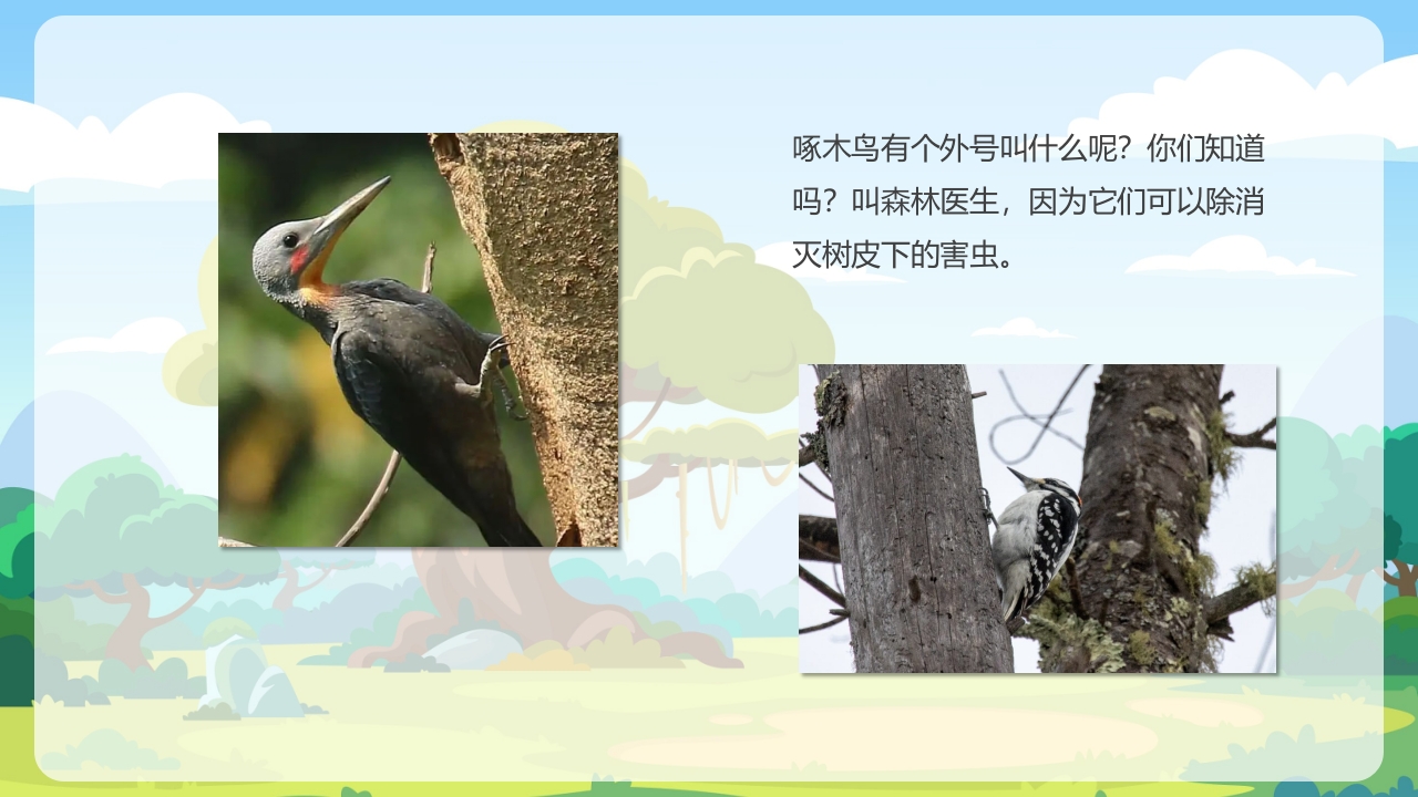 《鸟类动物》幼儿园科学教育PPT课件11