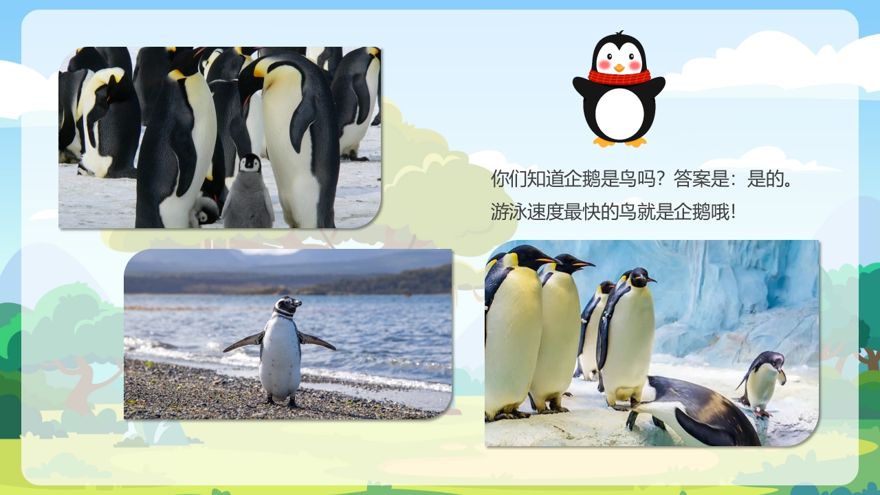 《鸟类动物》幼儿园科学教育PPT课件12