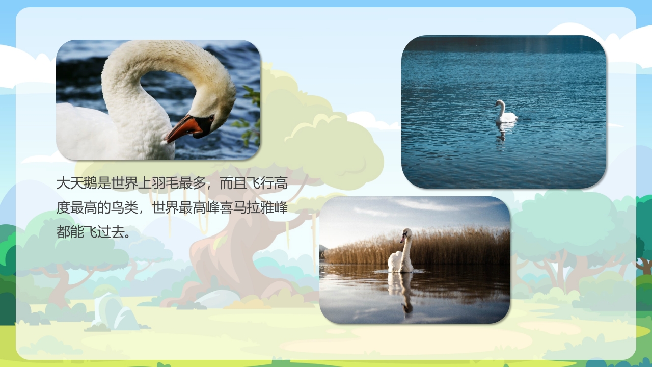 《鸟类动物》幼儿园科学教育PPT课件13