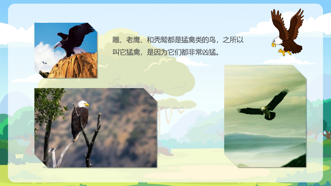《鸟类动物》幼儿园科学教育PPT课件14