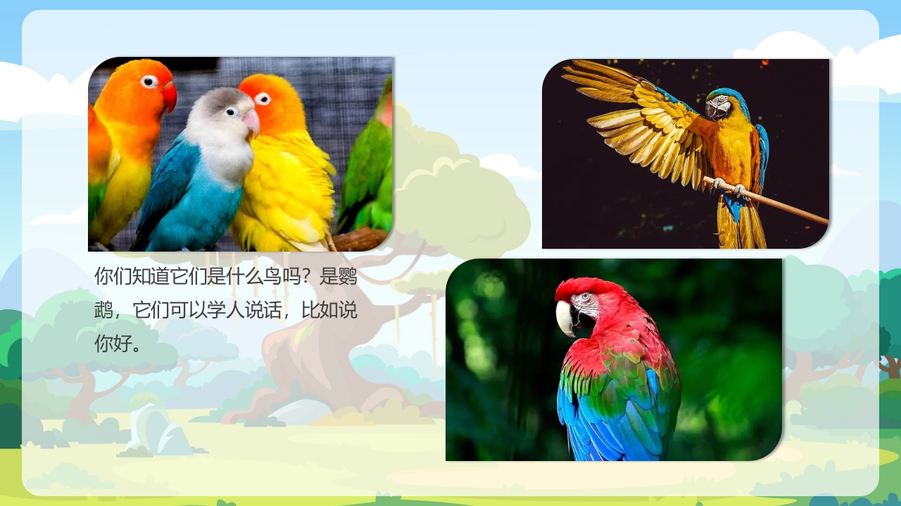 《鸟类动物》幼儿园科学教育PPT课件15