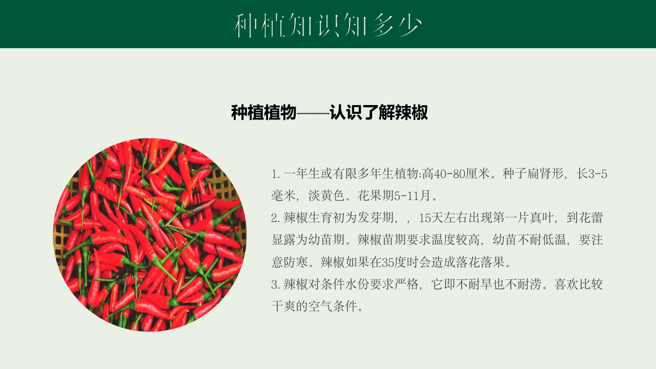 《种下希望收获美好》幼儿园种植活动PPT课件16