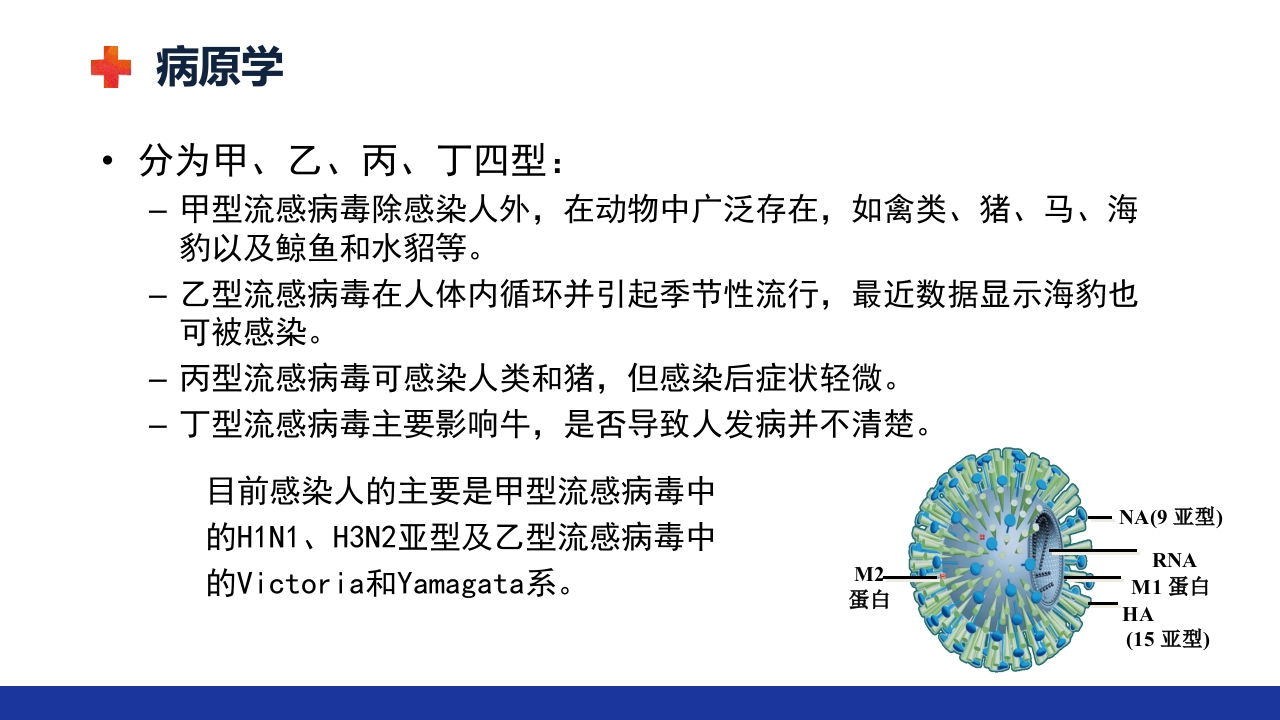 甲流的治疗及护理ppt课件4