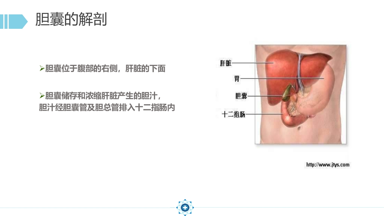 胆囊结石PPT课件8