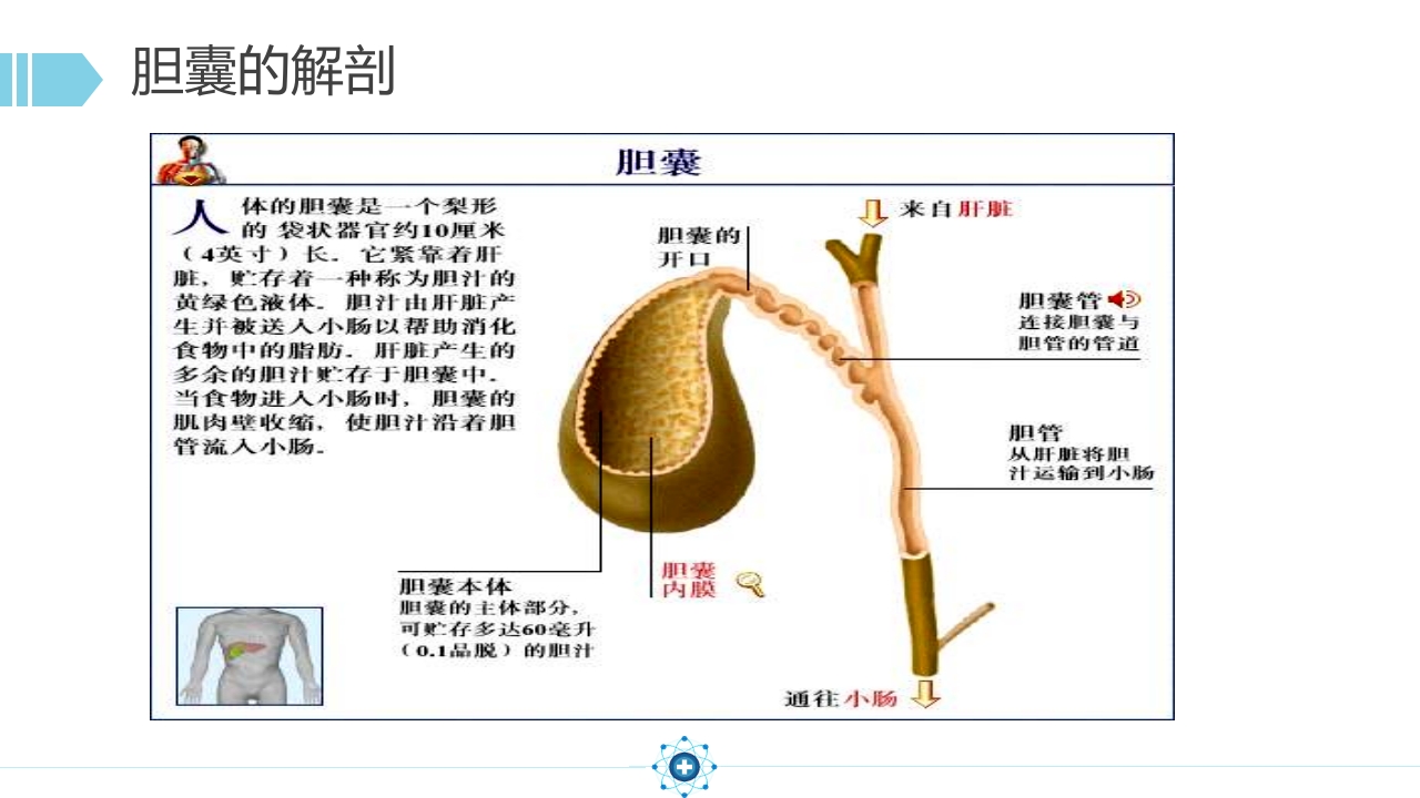 胆囊结石PPT课件9