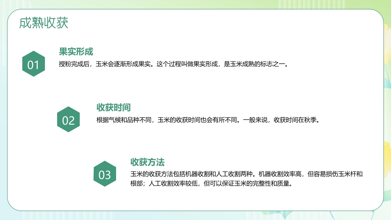 《探索神奇的玉米世界》幼儿园认识玉米教学PPT课件10