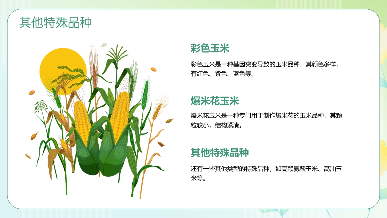 《探索神奇的玉米世界》幼儿园认识玉米教学PPT课件14