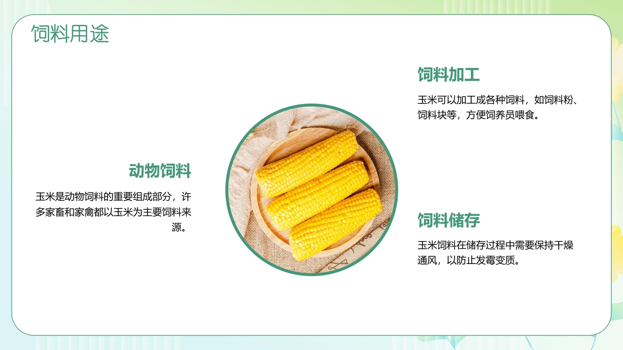 《探索神奇的玉米世界》幼儿园认识玉米教学PPT课件17